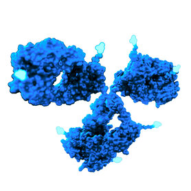 3D molecular visualization of an antibody‑drug conjugate (ADC) structure used in advanced biologics and targeted therapeutic development.