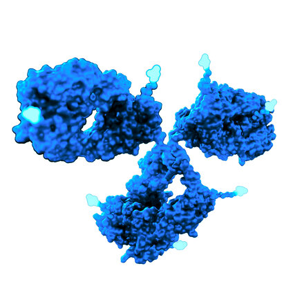 3D molecular visualization of an antibody‑drug conjugate (ADC) structure used in advanced biologics and targeted therapeutic development.