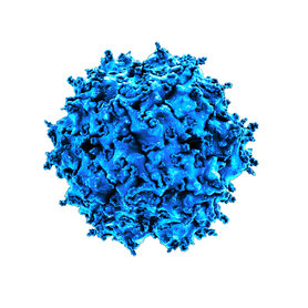 3D molecular visualization of an adeno‑associated virus (AAV) vector used for gene therapy and viral vector delivery applications.