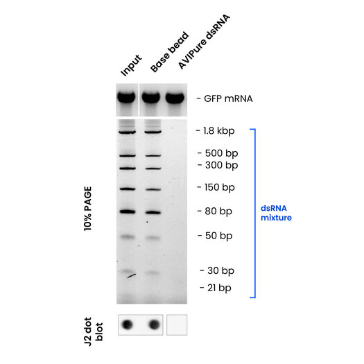 Image of a PAGE gel with lanes for input, base bead, and AVIPure dsRNA Clear. The third lane shows that AVIPure dsRNA Clear removes dsRNA, confirmed by J2 dot blot, in contrast to input and base bead. 