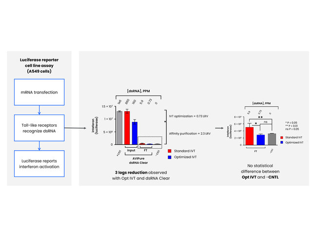 Graphs comparing standard IVT and optimized IVT show that 3 log reduction in immune response was observed with optimized IVT and AVIPure dsRNA Clear resin. In contrast, no statistical difference was observed between optimized IVT and the control.