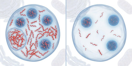 A conceptual illustration showing a dramatic reduction in dsRNA levels.