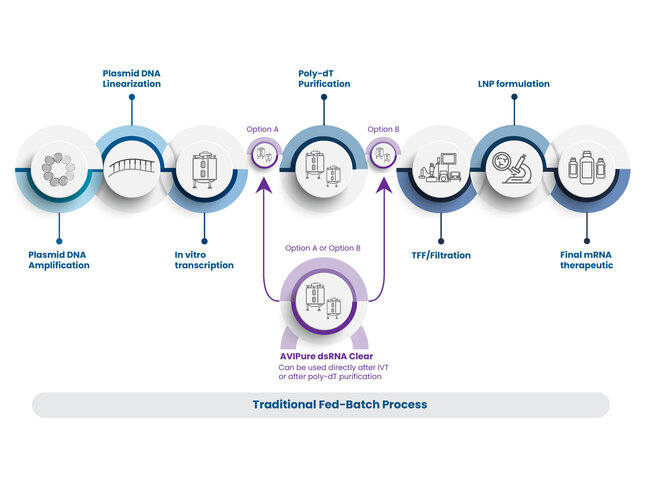  A workflow diagram illustrating the mRNA development process. AVIPure dsRNA Clear can be used directly after IVT (Option A) or after poly-dT purification (Option B).