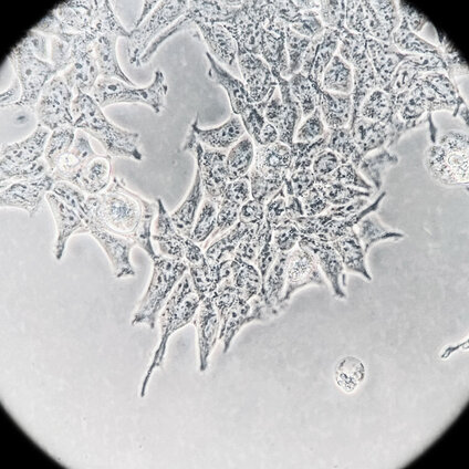 Close-up of microscope view, black and white (hek293)
