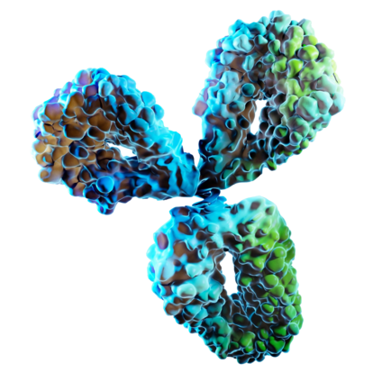 3D rendering of a monoclonal antibody showing a Y-shaped protein structure in blue and green.