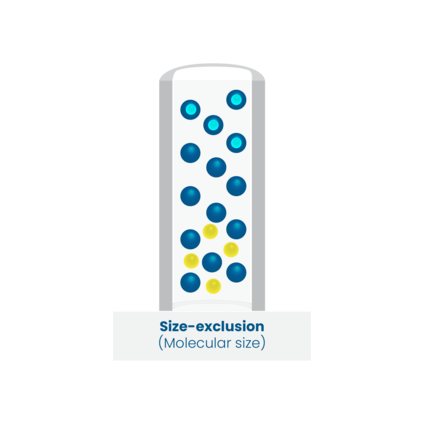 An illustration of size exclusion chromatography, which separates molecules based on their hydrodynamic radius.