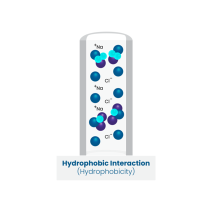 An illustration of hydrophobic interaction chromatography, which separates molecules based on their hydrophobic properties.