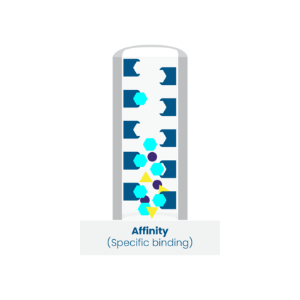 An illustration of affinity chromatography, which relies on specific binding affinity between the target and a ligand immobilized on the stationary phase.